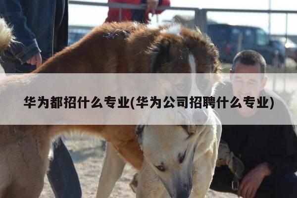 华为都招什么专业(华为公司招聘什么专业)