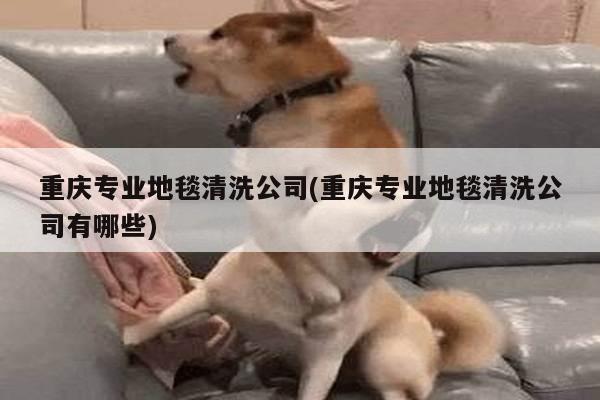 重庆专业地毯清洗公司(重庆专业地毯清洗公司有哪些)