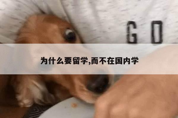 为什么要留学,而不在国内学