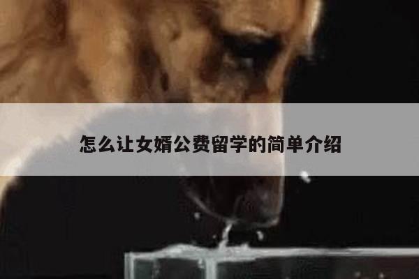 怎么让女婿公费留学的简单介绍