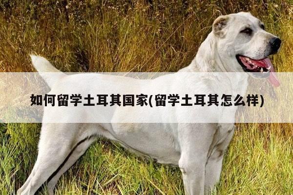 如何留学土耳其国家(留学土耳其怎么样)