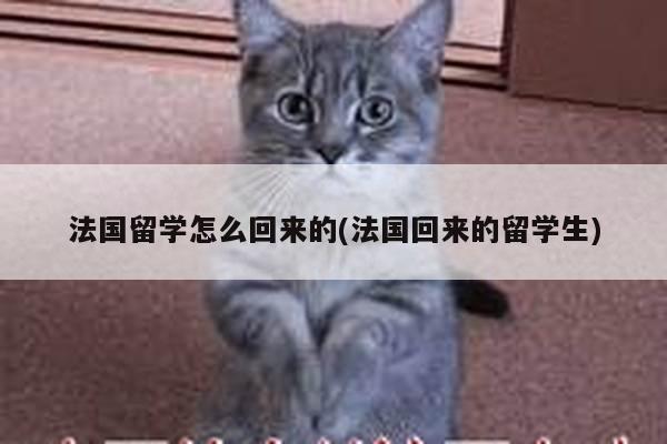 法国留学怎么回来的(法国回来的留学生)
