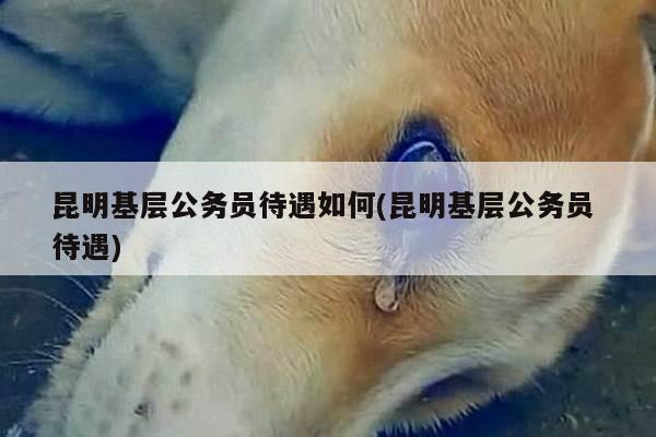 昆明基层公务员待遇如何(昆明基层公务员 待遇)