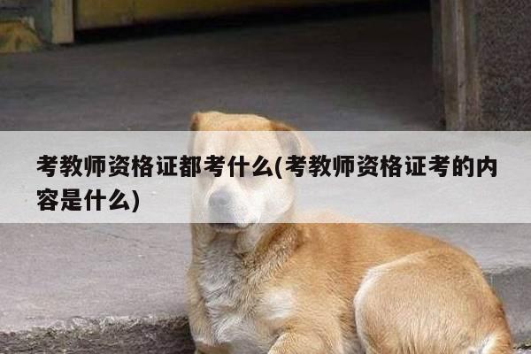 考教师资格证都考什么(考教师资格证考的内容是什么)