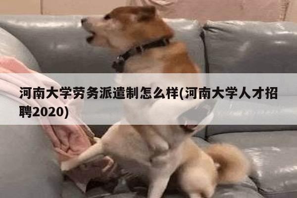 河南大学劳务派遣制怎么样(河南大学人才招聘2020)