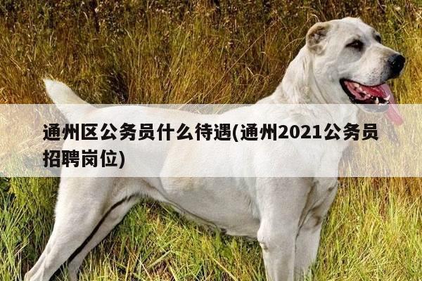 通州区公务员什么待遇(通州2021公务员招聘岗位)