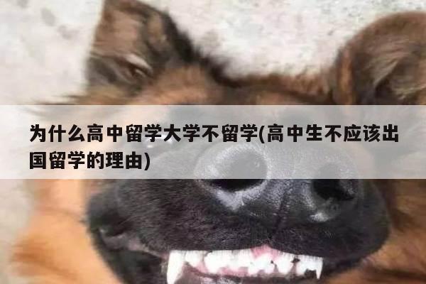 为什么高中留学大学不留学(高中生不应该出国留学的理由)