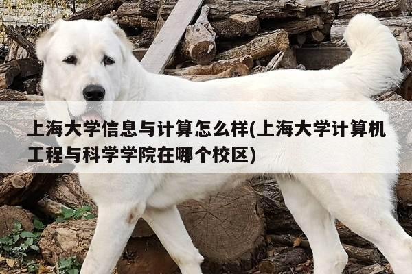 上海大学信息与计算怎么样(上海大学计算机工程与科学学院在哪个校区)