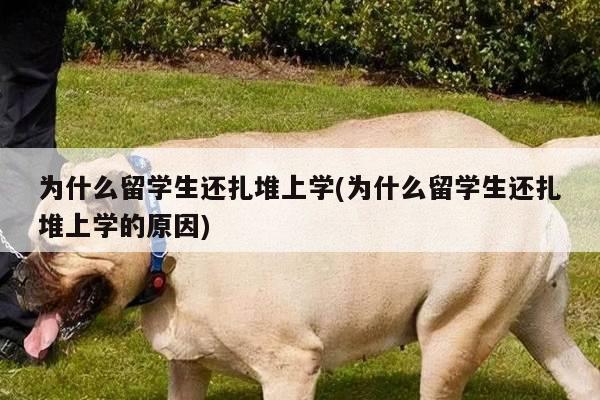为什么留学生还扎堆上学(为什么留学生还扎堆上学的原因)