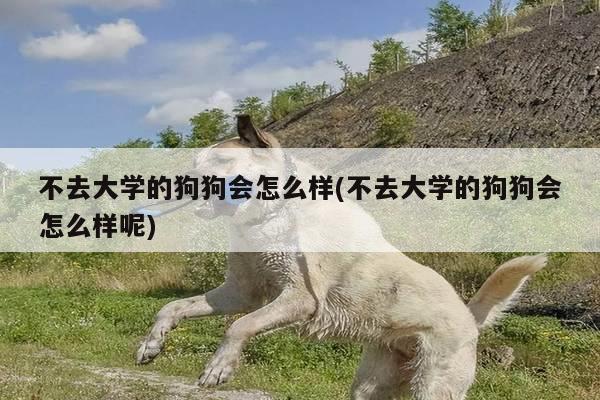 不去大学的狗狗会怎么样(不去大学的狗狗会怎么样呢)
