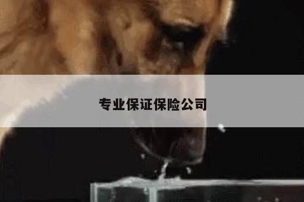 专业保证保险公司