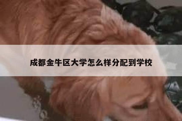 成都金牛区大学怎么样分配到学校
