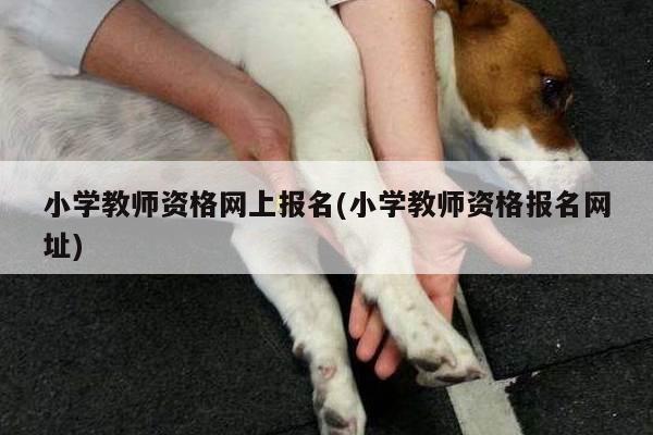 小学教师资格网上报名(小学教师资格报名网址)