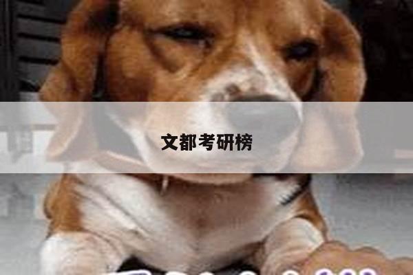文都考研榜