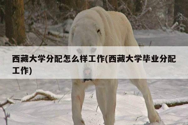西藏大学分配怎么样工作(西藏大学毕业分配工作)