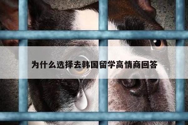 为什么选择去韩国留学高情商回答