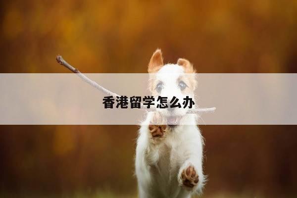 香港留学怎么办
