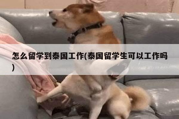 怎么留学到泰国工作(泰国留学生可以工作吗)