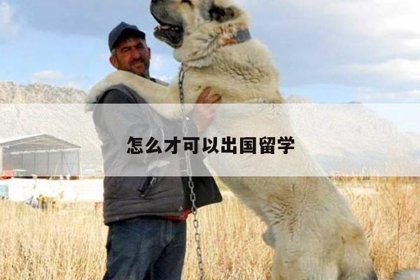 怎么才可以出国留学