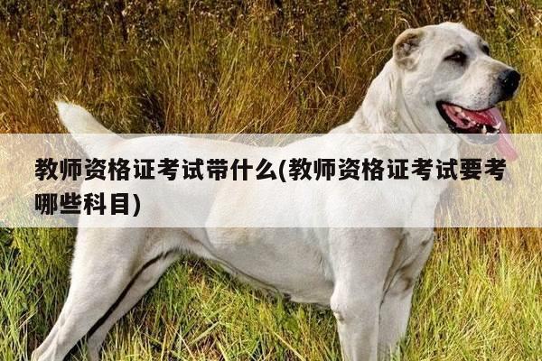 教师资格证考试带什么(教师资格证考试要考哪些科目)