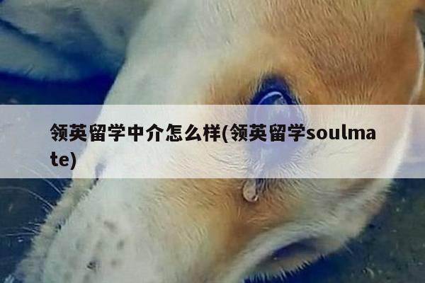 领英留学中介怎么样(领英留学soulmate)