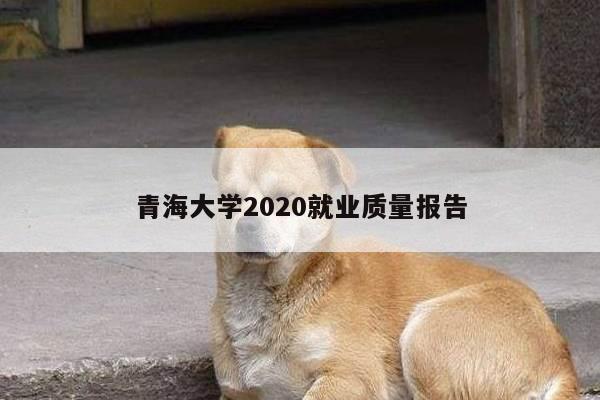 青海大学2020就业质量报告