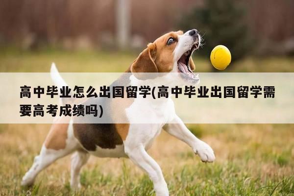 高中毕业怎么出国留学(高中毕业出国留学需要高考成绩吗)