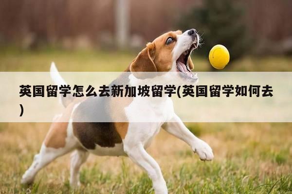 英国留学怎么去新加坡留学(英国留学如何去)