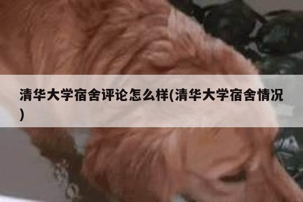 清华大学宿舍评论怎么样(清华大学宿舍情况)