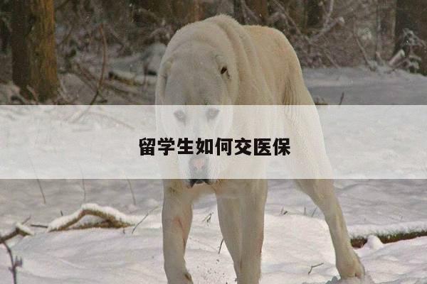 留学生如何交医保