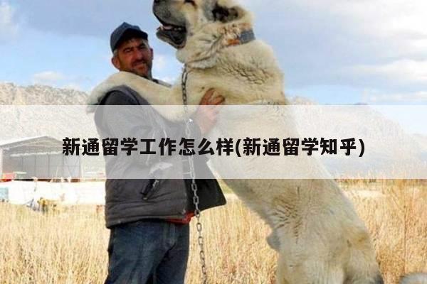 新通留学工作怎么样(新通留学知乎)
