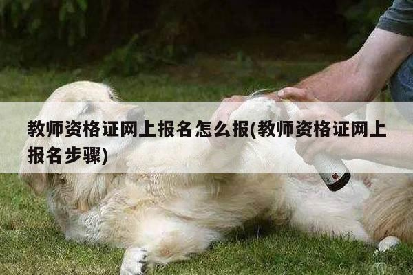 教师资格证网上报名怎么报(教师资格证网上报名步骤)