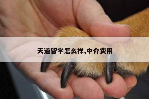 天道留学怎么样,中介费用