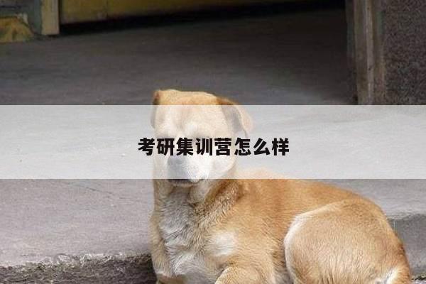 考研集训营怎么样