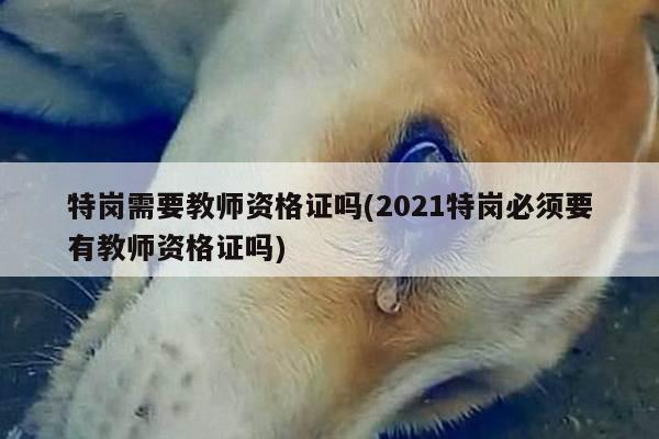 特岗需要教师资格证吗(2021特岗必须要有教师资格证吗)