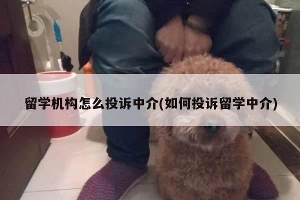 留学机构怎么投诉中介(如何投诉留学中介)