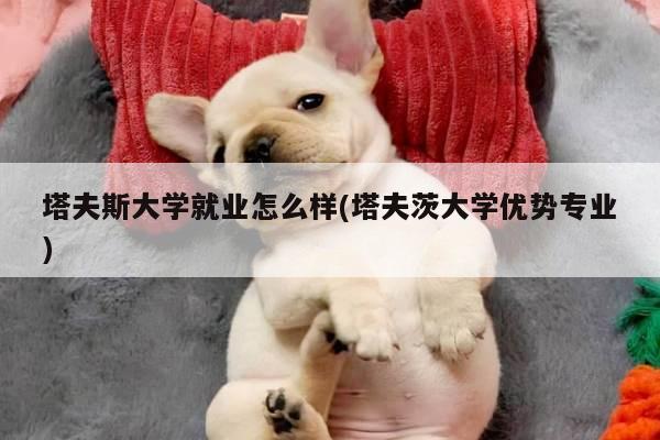 塔夫斯大学就业怎么样(塔夫茨大学优势专业)