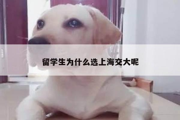 留学生为什么选上海交大呢