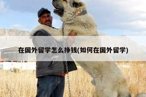 在国外留学怎么挣钱(如何在国外留学)