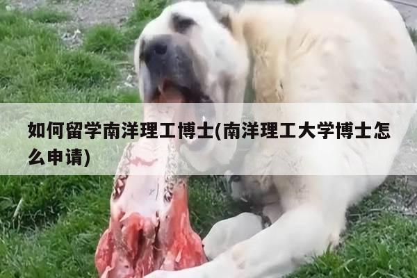 如何留学南洋理工博士(南洋理工大学博士怎么申请)