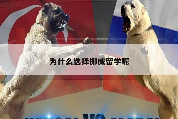 为什么选择挪威留学呢