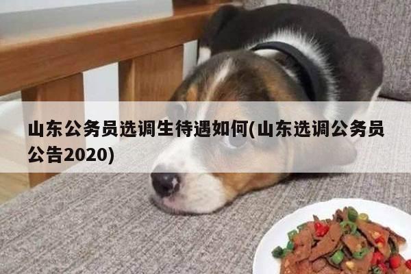 山东公务员选调生待遇如何(山东选调公务员公告2020)