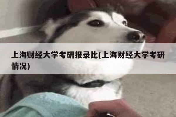 上海财经大学考研报录比(上海财经大学考研情况)