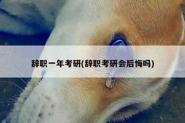 辞职一年考研(辞职考研会后悔吗)