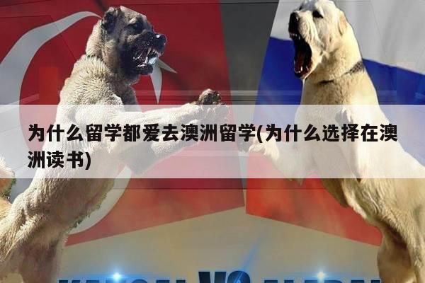 为什么留学都爱去澳洲留学(为什么选择在澳洲读书)
