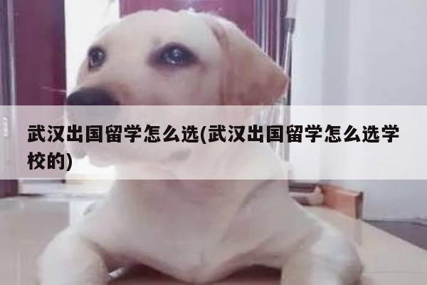 武汉出国留学怎么选(武汉出国留学怎么选学校的)