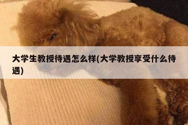 大学生教授待遇怎么样(大学教授享受什么待遇)