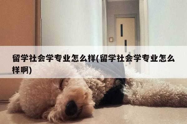留学社会学专业怎么样(留学社会学专业怎么样啊)