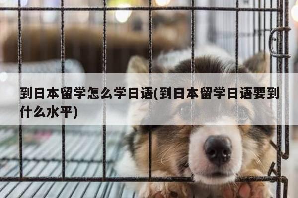 到日本留学怎么学日语(到日本留学日语要到什么水平)