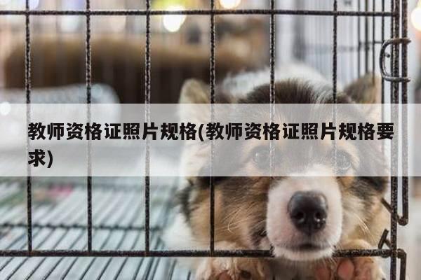 教师资格证照片规格(教师资格证照片规格要求)